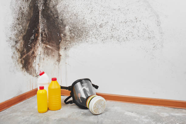 Best Kitchen Mold Remediation in Kingsley, MI