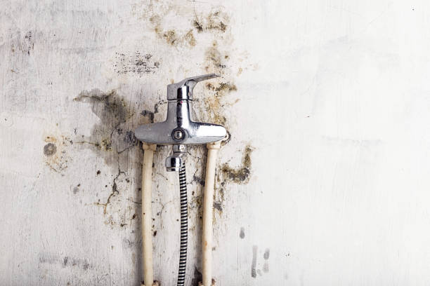 Best Residential Mold Remediation in Kingsley, MI