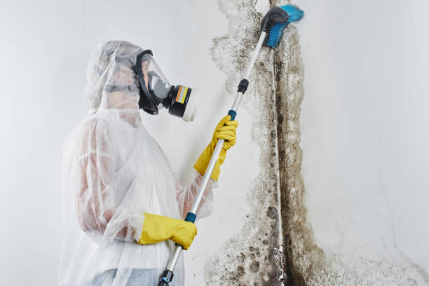 Best Localized Mold Remediation (e.g., coastal areas, humid climates) in Kingsley, MI
