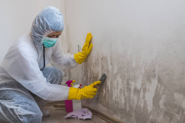 Best Health and Safety Mold Remediation in Kingsley, MI