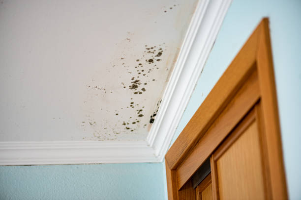 Reliable Kingsley, MI Mold Remediation Solutions
