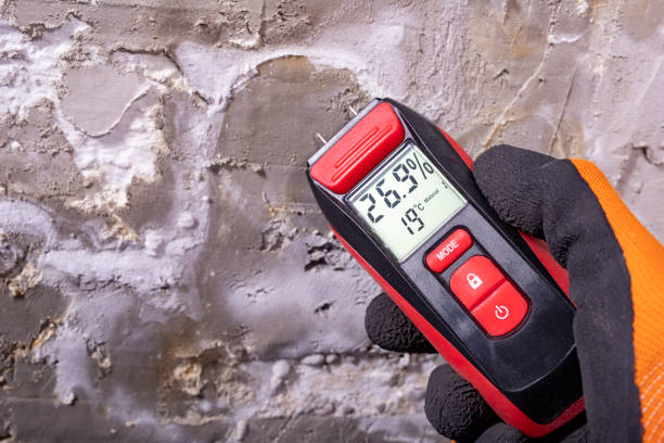 Best Basement Mold Remediation in Kingsley, MI