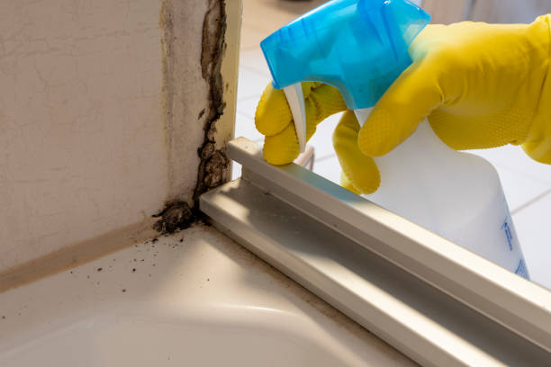 Best Kitchen Mold Remediation in Kingsley, MI