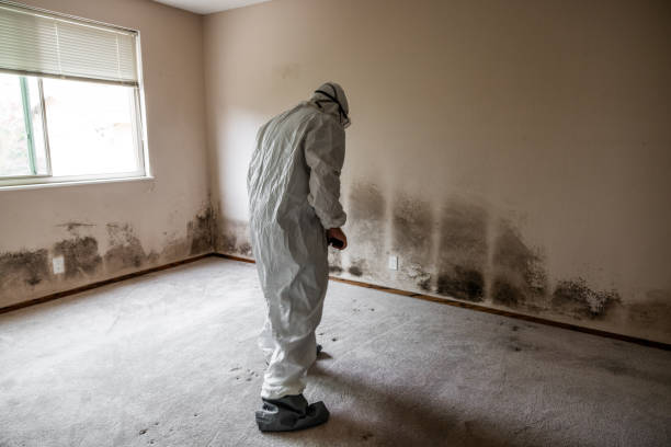 Best Post-Flood Mold Remediation in Kingsley, MI