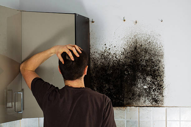 Best DIY Mold Remediation Support Services in Kingsley, MI